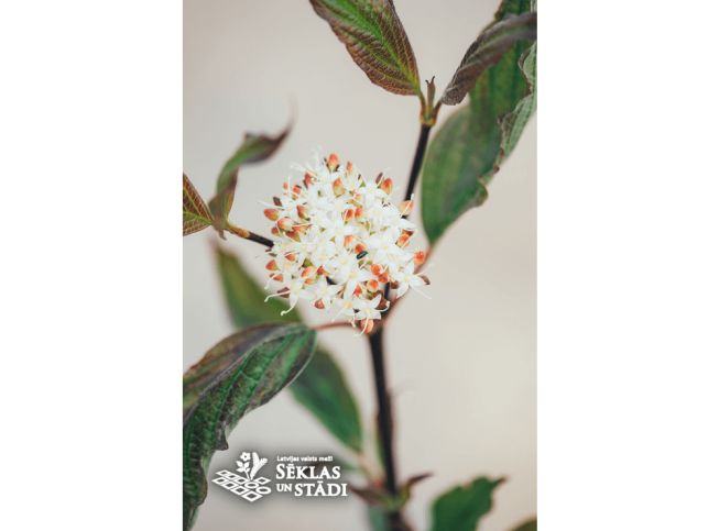Cornus alba    'Kesselringii'